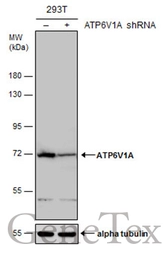 Anti-ATP6V1A antibody used in Western Blot (WB). GTX110815