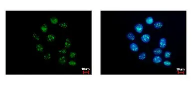 Anti-GTPBP4 antibody used in Immunocytochemistry/ Immunofluorescence (ICC/IF). GTX110826