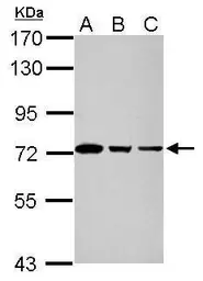 Anti-GTPBP4 antibody used in Western Blot (WB). GTX110826