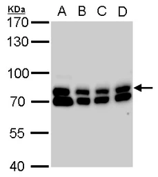 Anti-GTPBP4 antibody used in Western Blot (WB). GTX110826