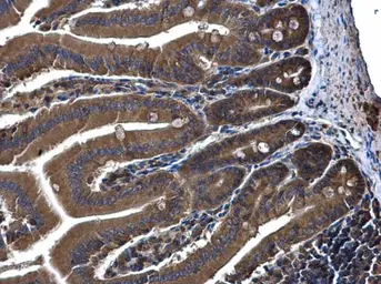 Anti-FAIM1 antibody [N1C3] used in IHC (Paraffin sections) (IHC-P). GTX110991