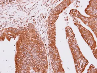 Anti-Apc10 antibody [N1C3] used in IHC (Paraffin sections) (IHC-P). GTX110993
