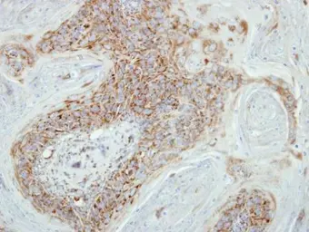 Anti-COX7B2 antibody [N1C3] used in IHC (Paraffin sections) (IHC-P). GTX110995