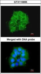 Anti-COX7B2 antibody [N1C3] used in Immunocytochemistry/ Immunofluorescence (ICC/IF). GTX110995