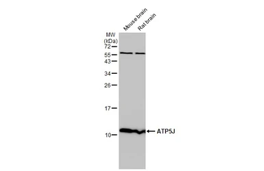 Anti-ATP5J antibody used in Western Blot (WB). GTX110996