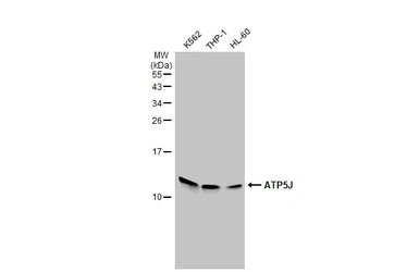 Anti-ATP5J antibody used in Western Blot (WB). GTX110996