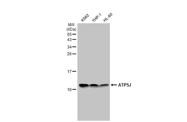 Anti-ATP5J antibody used in Western Blot (WB). GTX110996