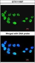 Anti-CDC26 antibody [N1C3] used in Immunocytochemistry/ Immunofluorescence (ICC/IF). GTX111007