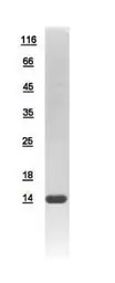 Human DAPL1 protein, His tag. GTX111012-pro
