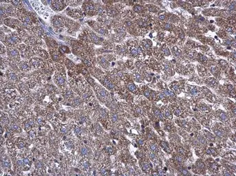 Anti-ATP5L antibody used in IHC (Paraffin sections) (IHC-P). GTX111014