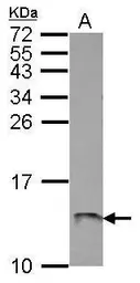 Anti-ATP5L antibody used in Western Blot (WB). GTX111014