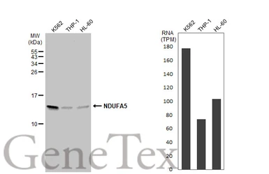 Anti-NDUFA5 antibody [N1C3] used in Western Blot (WB). GTX111016