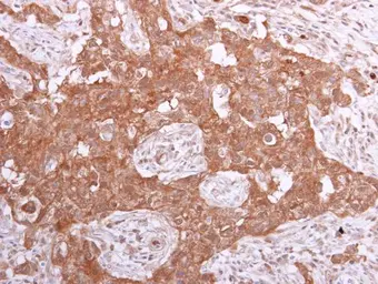 Anti-PPA1 antibody used in IHC (Paraffin sections) (IHC-P). GTX111031