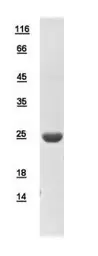 Human PTTG2 protein, His tag. GTX111033-pro