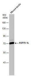 Anti-HSP70 1L antibody [N1N3] used in Western Blot (WB). GTX111045