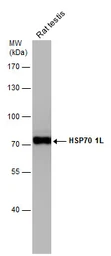 Anti-HSP70 1L antibody [N1N3] used in Western Blot (WB). GTX111045