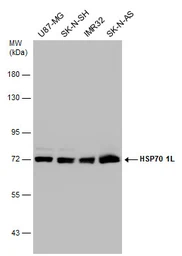 Anti-HSP70 1L antibody [N1N3] used in Western Blot (WB). GTX111045