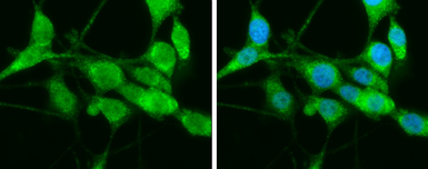 Anti-HSP70 1L antibody [N1N3] used in Immunocytochemistry/ Immunofluorescence (ICC/IF). GTX111045