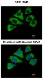 Anti-HSP70 1L antibody [N1N3] used in Immunocytochemistry/ Immunofluorescence (ICC/IF). GTX111045