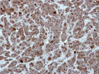 Anti-HSP70 1L antibody [N1N3] used in IHC (Paraffin sections) (IHC-P). GTX111045