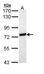 Anti-HSP70 1L antibody [N1N3] used in Western Blot (WB). GTX111045