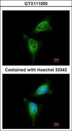 Anti-p90 RSK1 antibody used in Immunocytochemistry/ Immunofluorescence (ICC/IF). GTX111050