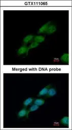 Anti-CDC23 antibody [N2C2], Internal used in Immunocytochemistry/ Immunofluorescence (ICC/IF). GTX111065