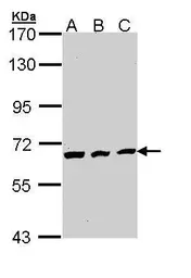 Anti-CDC23 antibody [N2C2], Internal used in Western Blot (WB). GTX111065