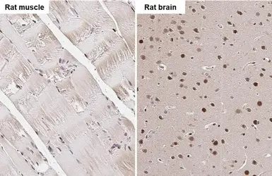 Anti-SRF antibody used in IHC (Paraffin sections) (IHC-P). GTX111085
