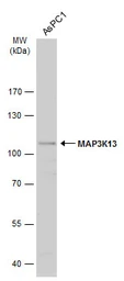 Anti-MAP3K13 antibody used in Western Blot (WB). GTX111101