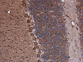 Anti-Inhibin alpha antibody [N2C3] used in IHC (Paraffin sections) (IHC-P). GTX111109