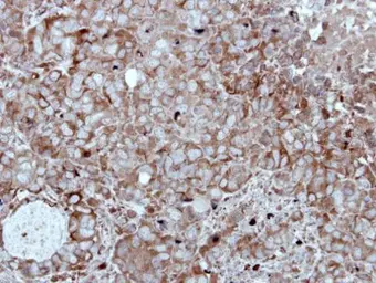 Anti-HIPPI antibody [C1C3] used in IHC (Paraffin sections) (IHC-P). GTX111125