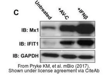 Anti-MX1 antibody used in Western Blot (WB). GTX111153