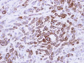 Anti-MX1 antibody used in IHC (Paraffin sections) (IHC-P). GTX111153