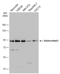 Anti-Dishevelled 2 antibody [N1N3] used in Western Blot (WB). GTX111156