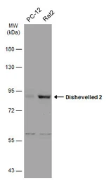 Anti-Dishevelled 2 antibody [N1N3] used in Western Blot (WB). GTX111156