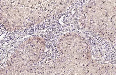 Anti-GSK3 beta antibody [C1C3] used in IHC (Paraffin sections) (IHC-P). GTX111192