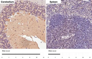Anti-GSK3 beta antibody [C1C3] used in IHC (Paraffin sections) (IHC-P). GTX111192