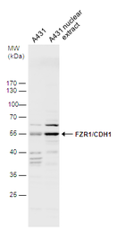 Anti-FZR1 antibody used in Western Blot (WB). GTX111200