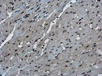 Anti-FZR1 antibody used in IHC (Paraffin sections) (IHC-P). GTX111200