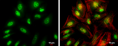 Anti-FZR1 antibody used in Immunocytochemistry/ Immunofluorescence (ICC/IF). GTX111200