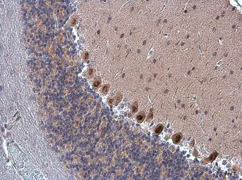 Anti-FZR1 antibody used in IHC (Paraffin sections) (IHC-P). GTX111200