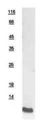 Human ATP6V1G3 protein, His tag. GTX111210-pro