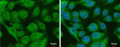Anti-CIAPIN1 antibody used in Immunocytochemistry/ Immunofluorescence (ICC/IF). GTX111212