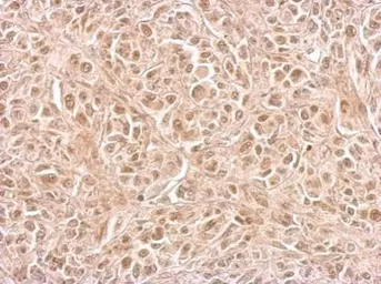 Anti-CIAPIN1 antibody used in IHC (Paraffin sections) (IHC-P). GTX111212
