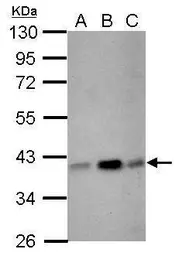 Anti-CIAPIN1 antibody used in Western Blot (WB). GTX111212