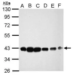 Anti-CIAPIN1 antibody used in Western Blot (WB). GTX111212