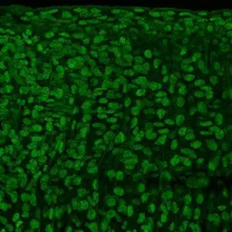 Anti-CtBP1 antibody [N2C2], Internal used in IHC (Whole mount) (IHC-Wm). GTX111229