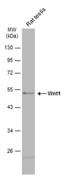 Anti-Wnt1 antibody used in Western Blot (WB). GTX111231