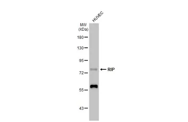 Anti-RIP antibody [C1C3] used in Western Blot (WB). GTX111235